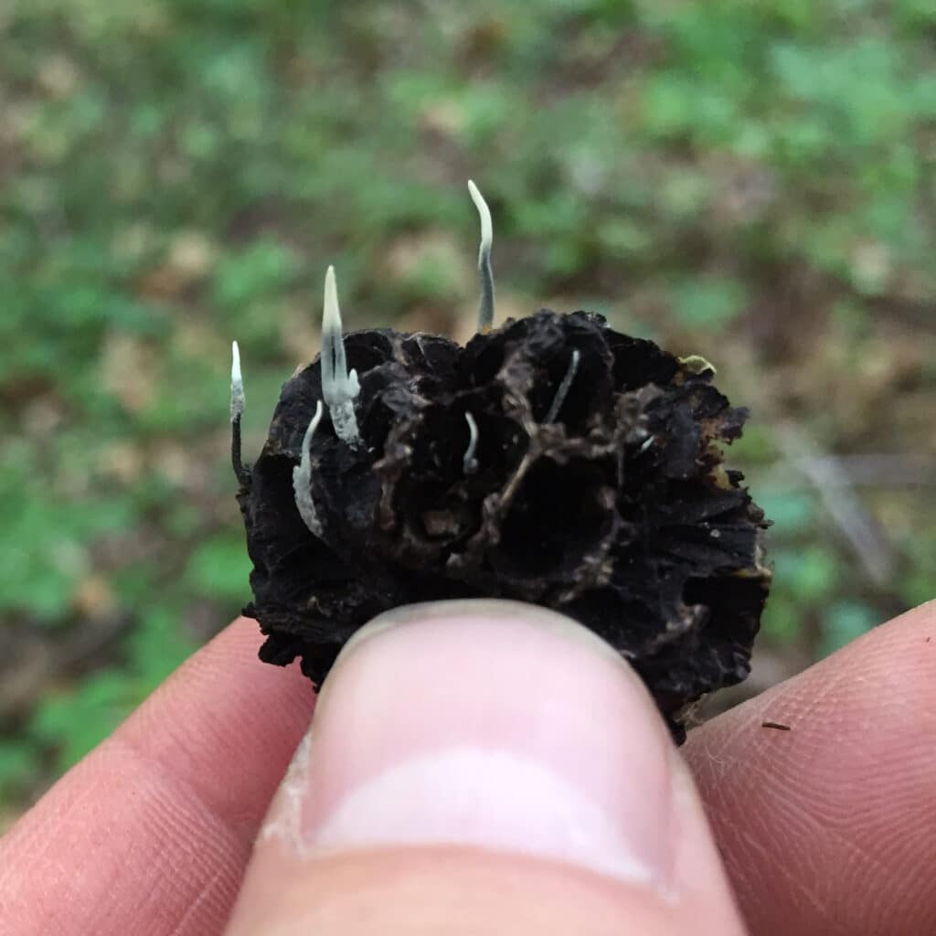 Xylaria liquidambaris anamorph