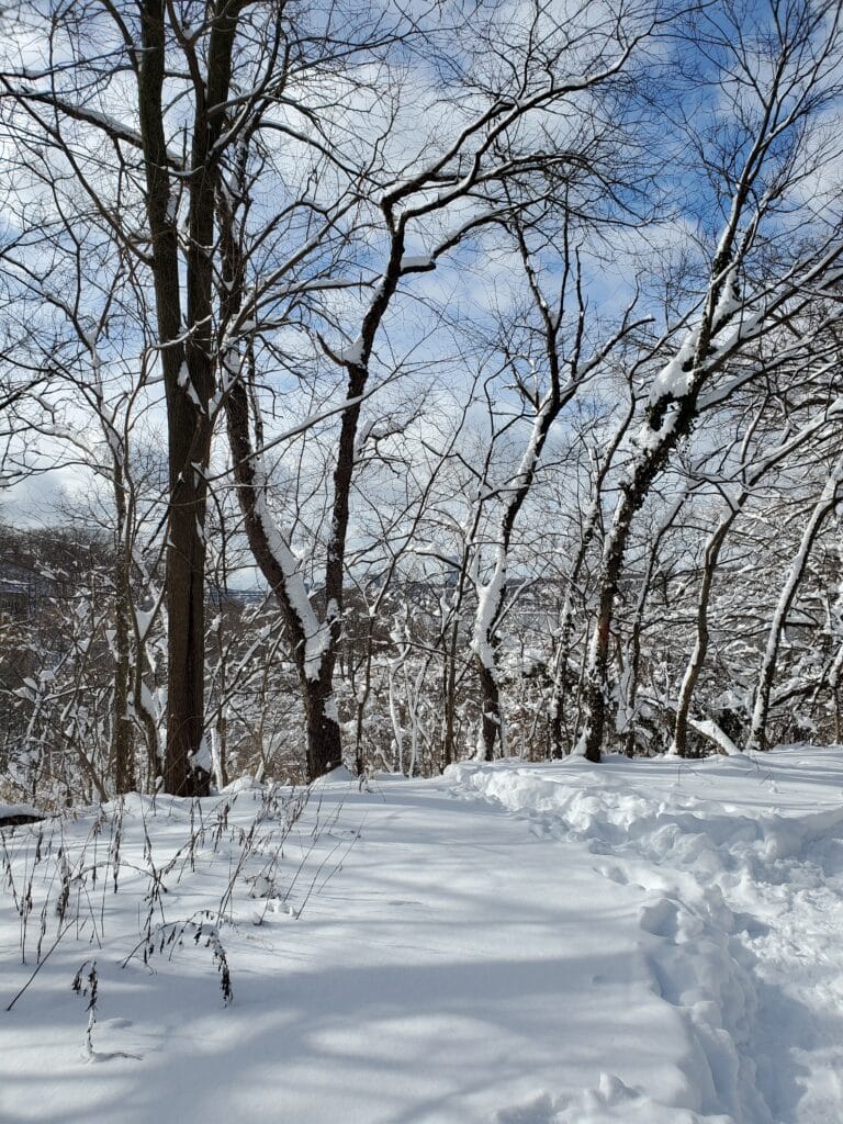 winter forest in snow