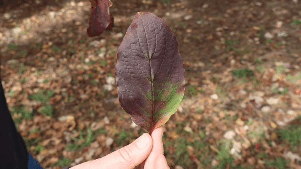 flowering dogwood leaf