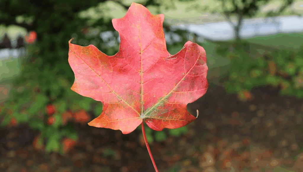 sugar maple leaf
