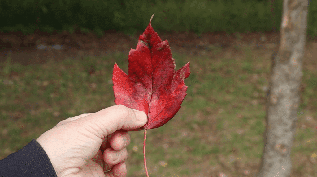 red maple leaf