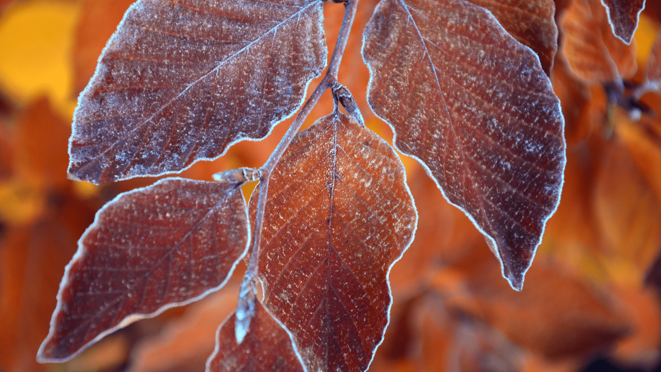 tree leaf winter