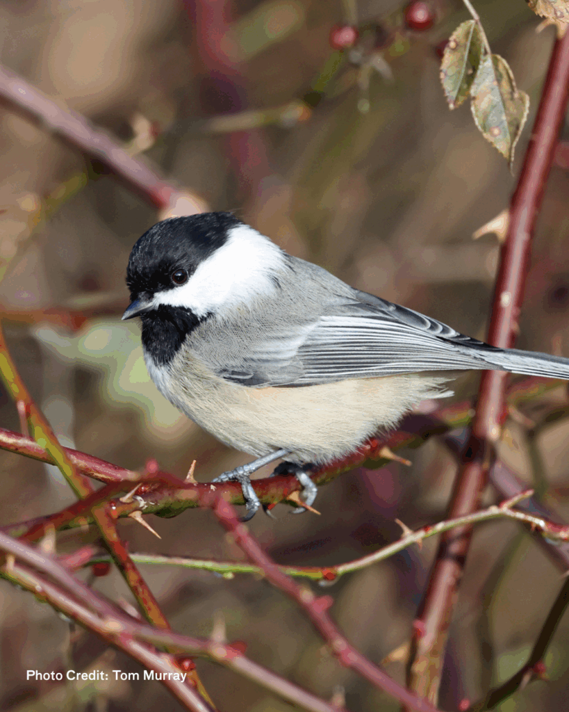 black capped chickadee