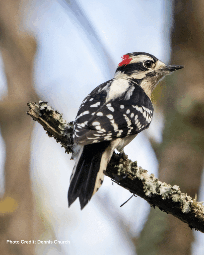 downy woodpecker