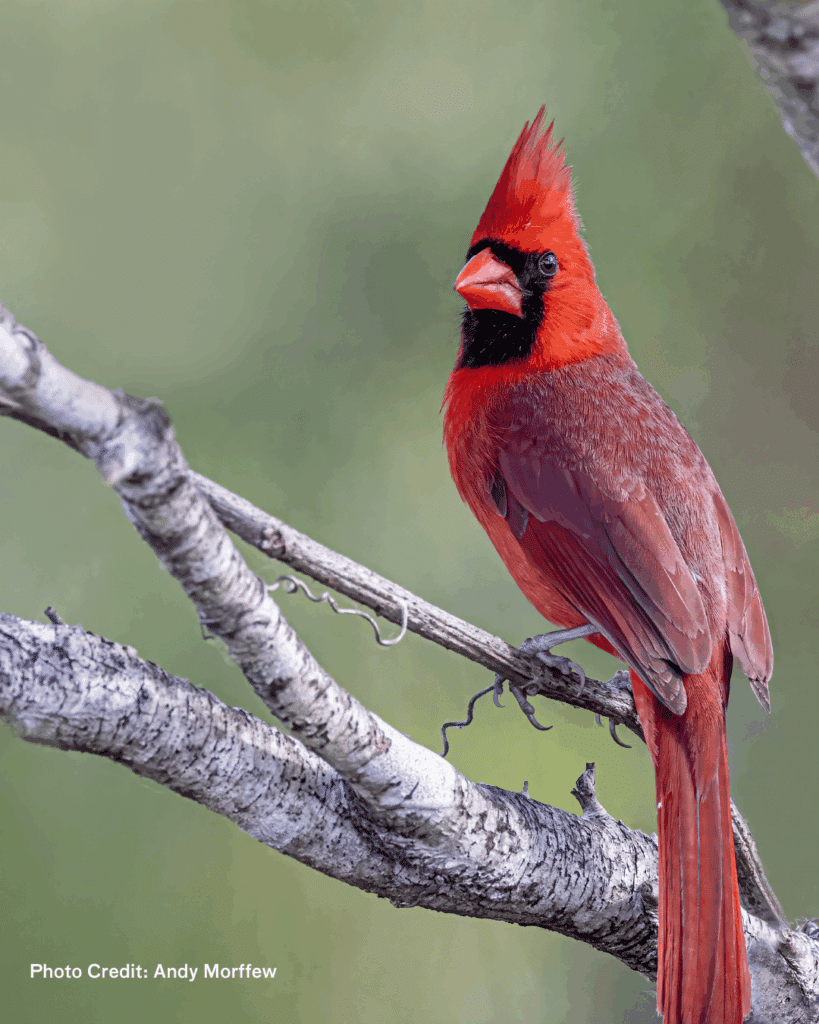 northern cardinal