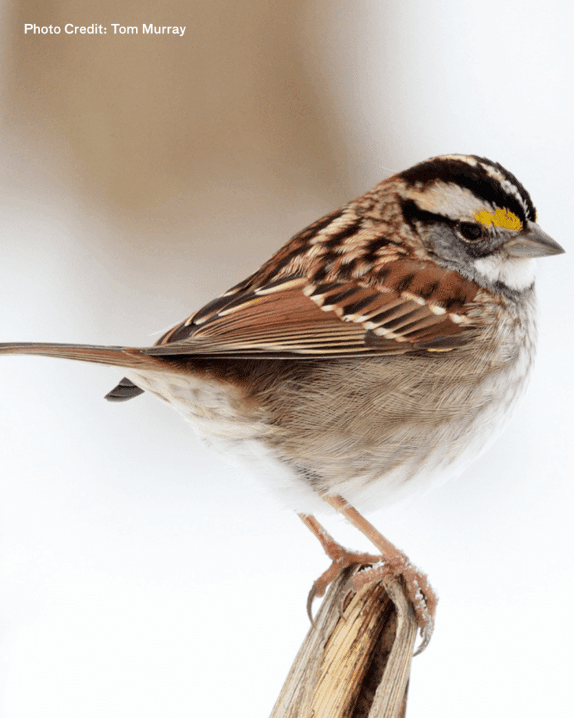white throated sparrow