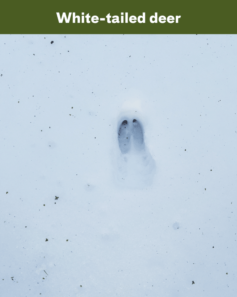 white tailed deer track