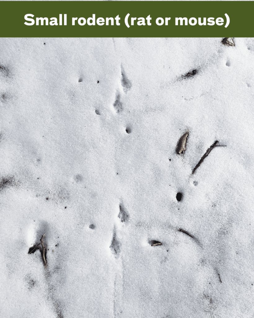 small rodent tracks