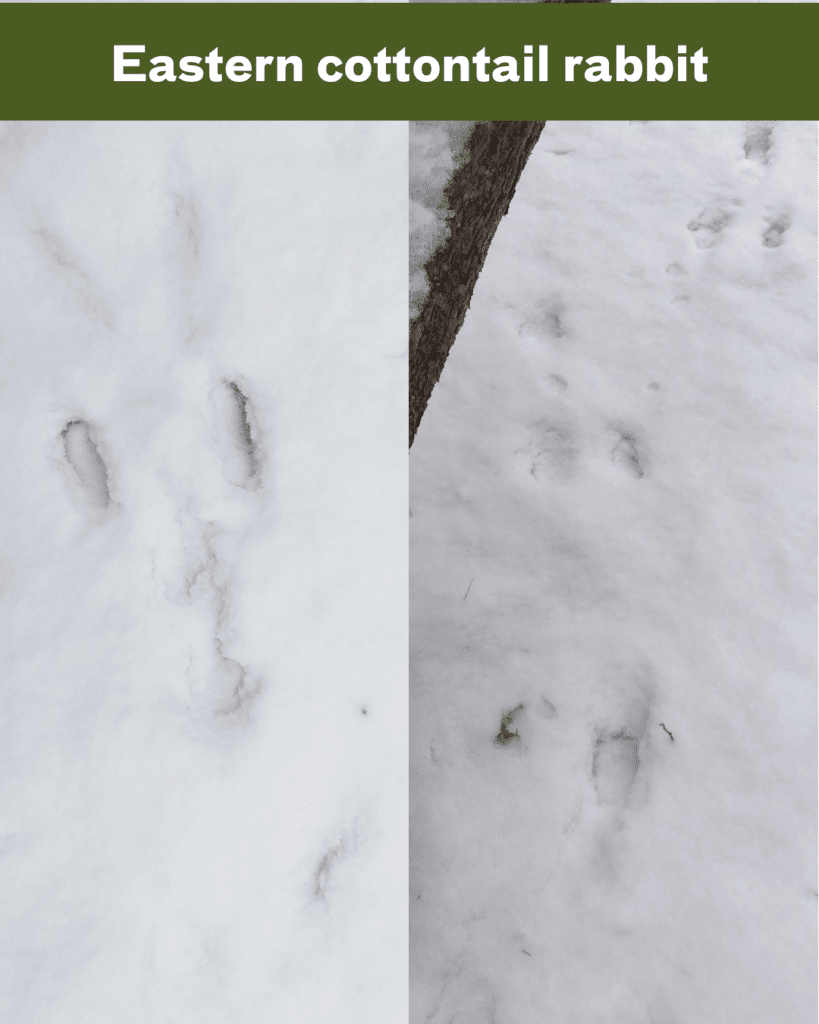 cottontail rabbit tracks