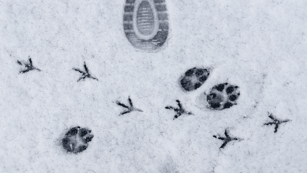 various animal prints in snow