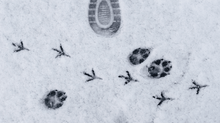 How to Identify Animal Tracks in Snow - Natural Areas Conservancy
