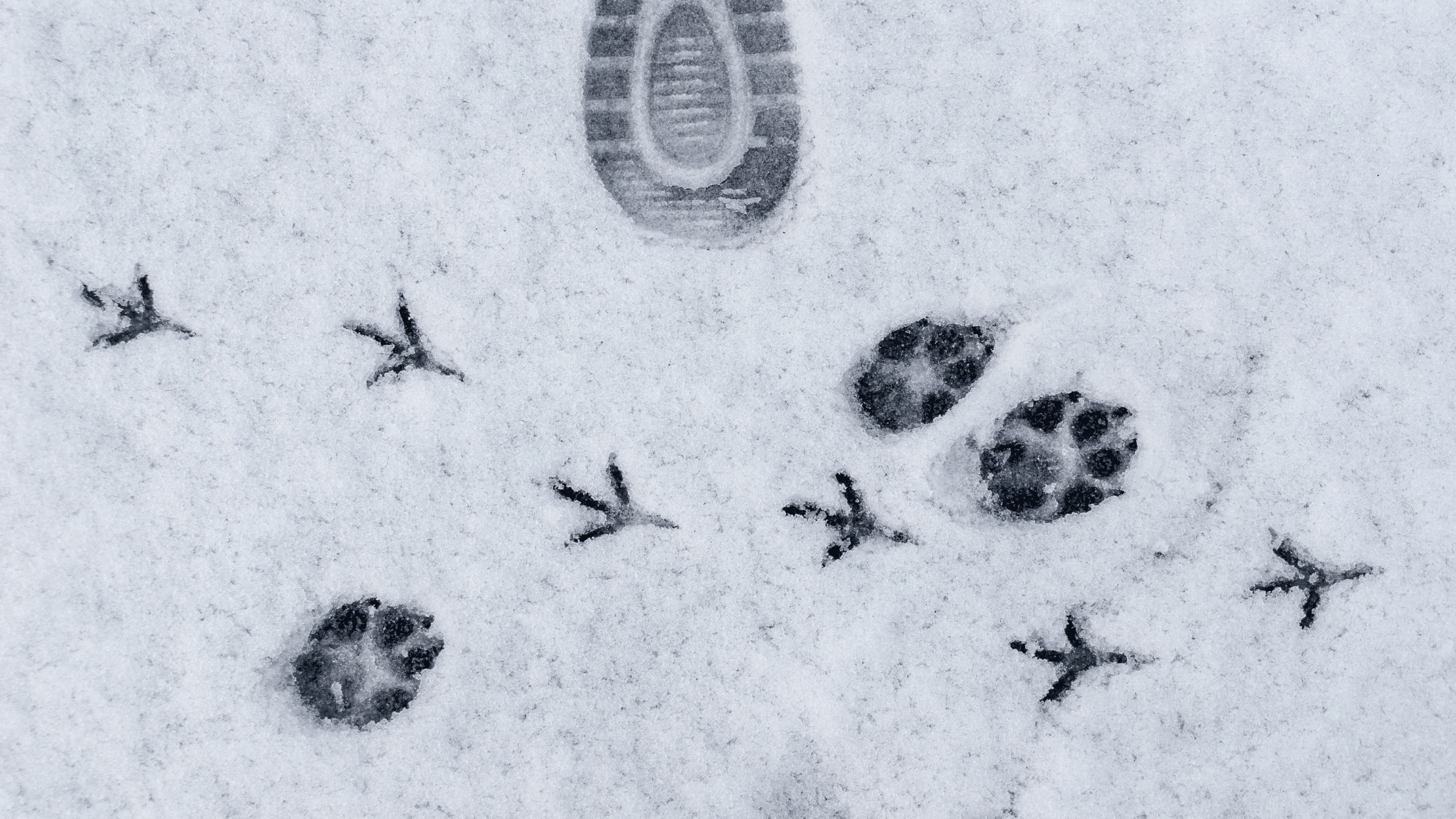 various animal prints in snow