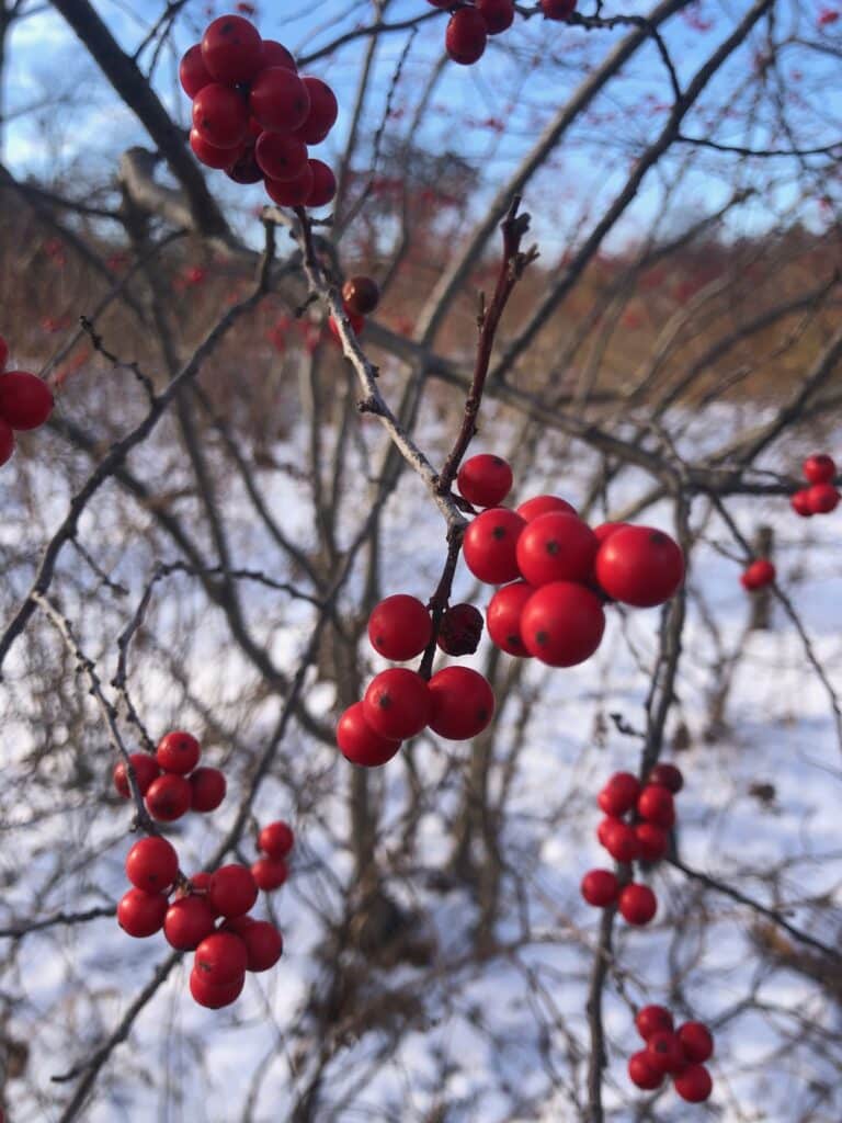 winter berry