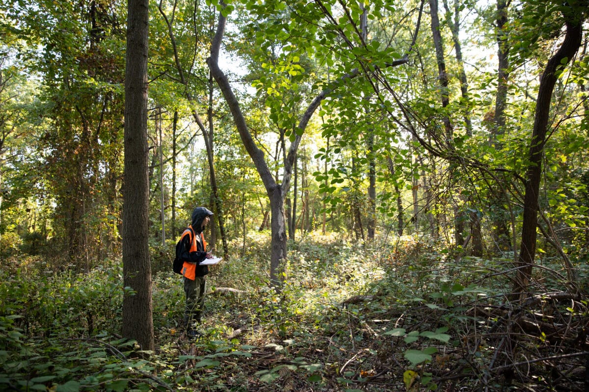 intern in forest