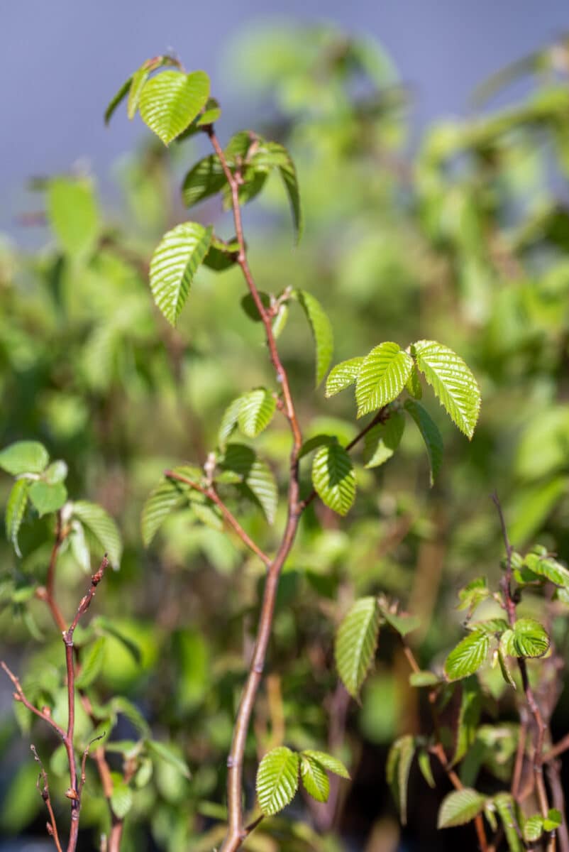 sapling
