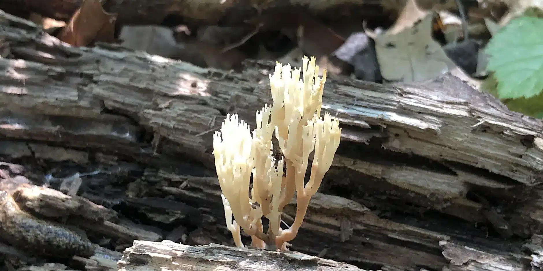 mushroom