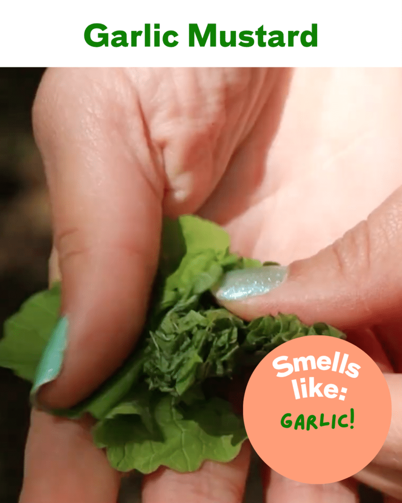 garlic mustard