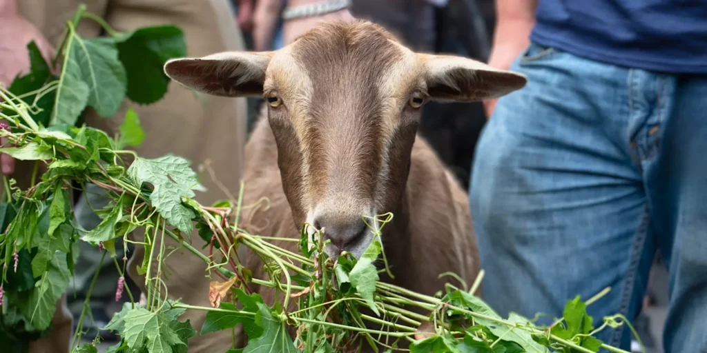 goat
